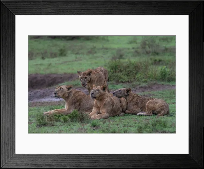 Framed Print : Lion pride in Lake Nakuru National Park, Kenya Framed Print : Lion pride in Lake Nakuru National Park, Kenya