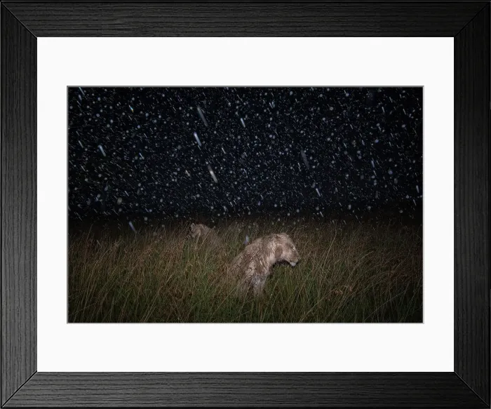 Framed Print : Lions in the grass, Maasaimara, Kenya Framed Print : Lions in the grass, Maasaimara, Kenya