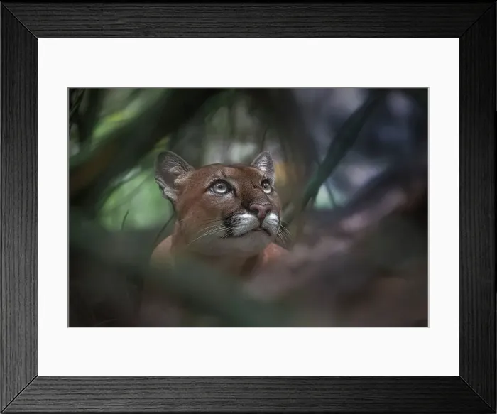Framed Print : A wild cougar in Corcovado National Park, Costa Rica