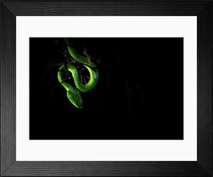 Framed Print : Bothriechis lateralis in Monteverde, Costa Rica Framed Print : Bothriechis lateralis in Monteverde, Costa Rica