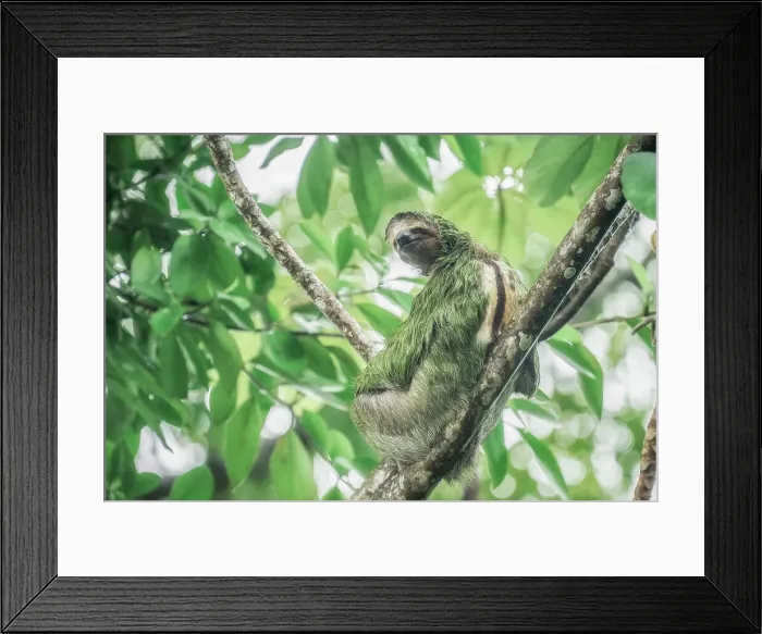 Framed Print : brown-throated sloth (Bradypus variegatus) in Manuel Antonio National Park, Costa Rica Framed Print : brown-throated sloth (Bradypus variegatus) in Manuel Antonio National Park, Costa Rica