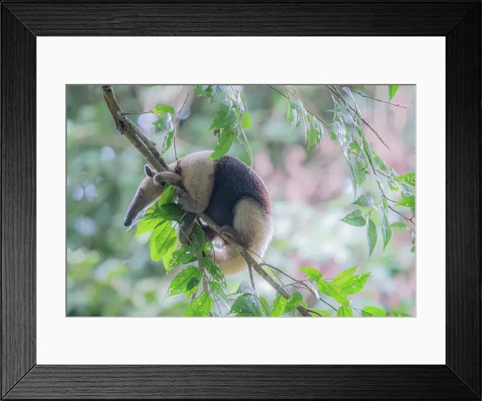 Framed Print : northern tamandua (Tamandua mexicana) in Corcovado National Park, Costa Rica Framed Print : northern tamandua (Tamandua mexicana) in Corcovado National Park, Costa Rica