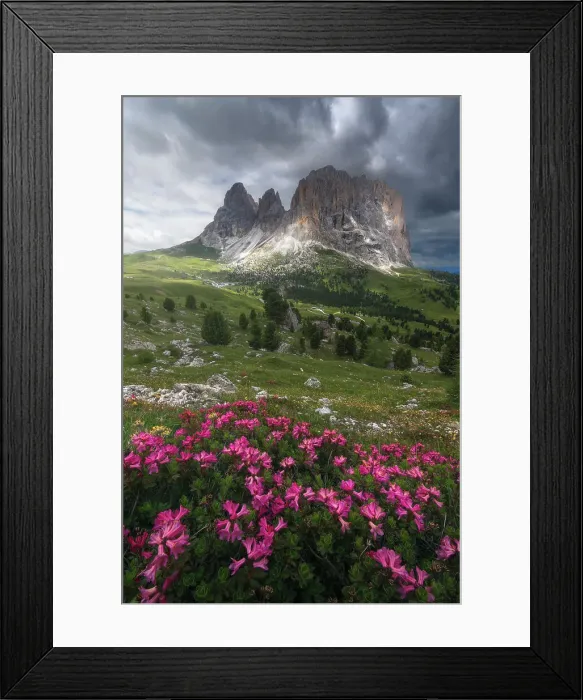 Framed Print : Sassopiatto and Sassolungo from the Sella Pass with some rhododendron in the foreground during a cloudy summer afternoon. Dolomites, Italy Framed Print : Sassopiatto and Sassolungo from the Sella Pass with some rhododendron in the foreground during a cloudy summer afternoon. Dolomites, Italy
