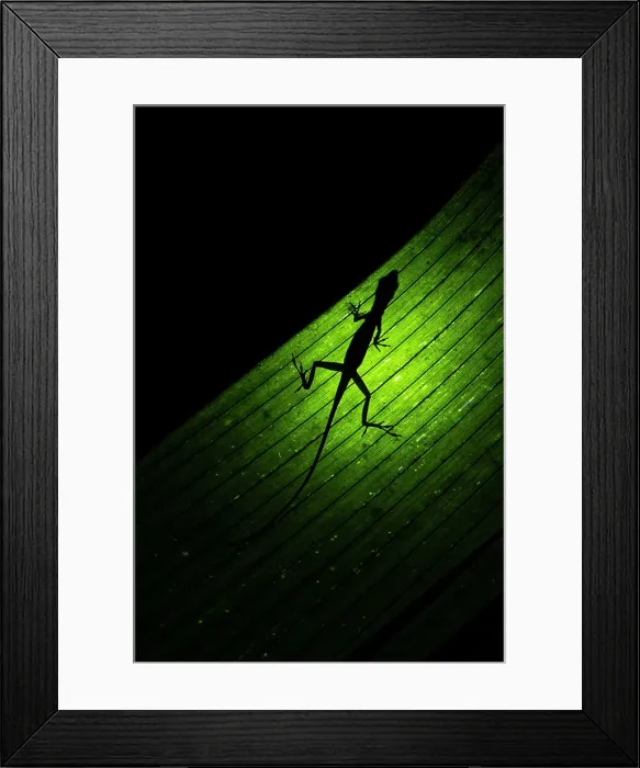 Framed Print : silhouette of a lizard in Monteverde, costa rica Framed Print : silhouette of a lizard in Monteverde, costa rica