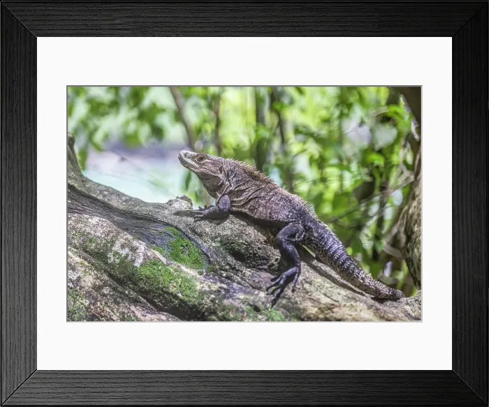 Framed Print : Iguana in Manuel Antonio National Park, Costa Rica Framed Print : Iguana in Manuel Antonio National Park, Costa Rica