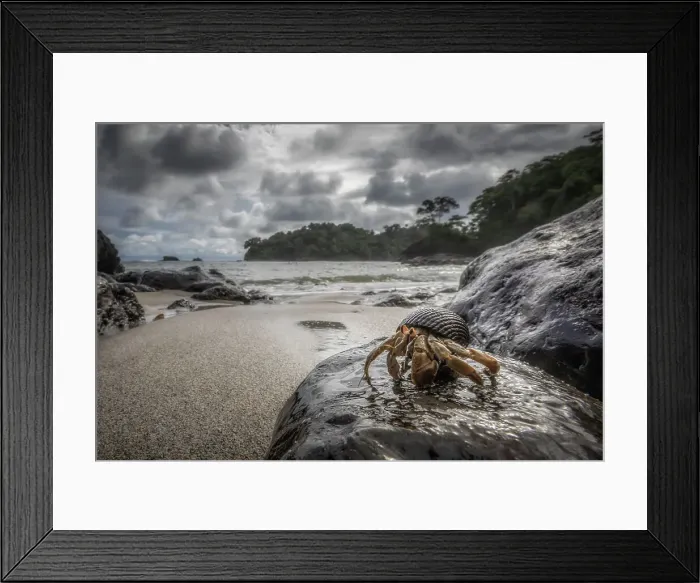 Framed Print : Hermit crab in Manuel Antonio National Park, Costa Rica Framed Print : Hermit crab in Manuel Antonio National Park, Costa Rica