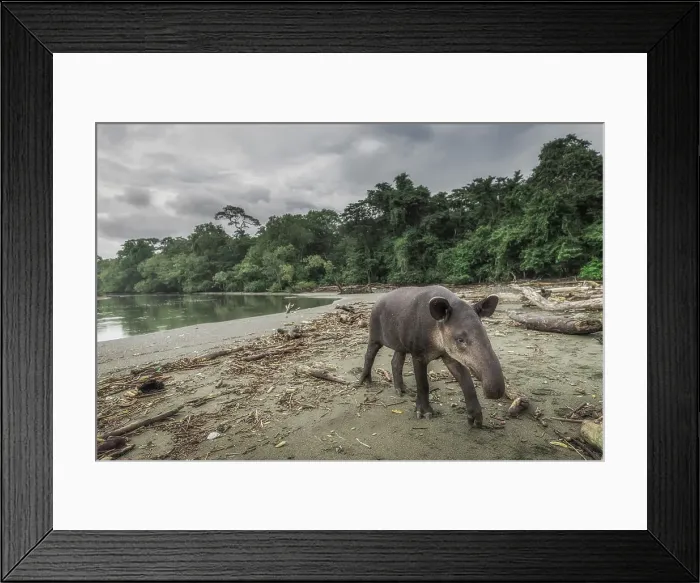 Framed Print : Baird's tapir (Tapirus bairdii) in Corcovado National Park, Costa Rica Framed Print : Baird's tapir (Tapirus bairdii) in Corcovado National Park, Costa Rica