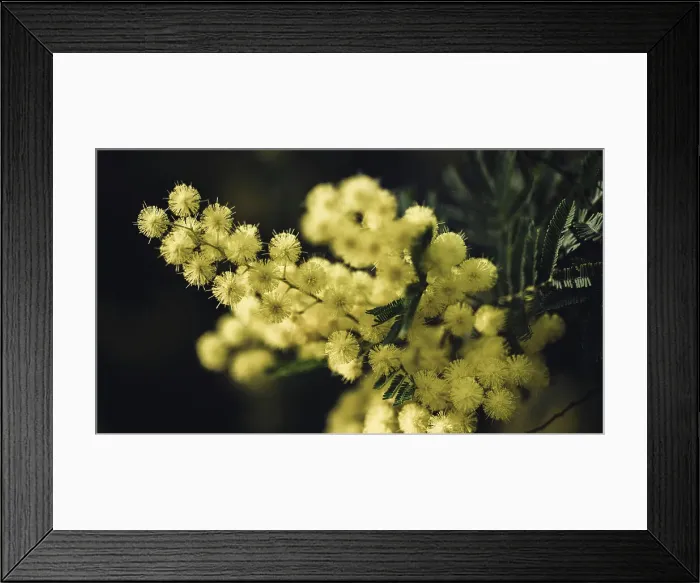 Framed Print : Europe, Italy, Liguria. A Macro Picture of a mimosa, a typical ornamental plant of the Ligurian Riviera in winter time