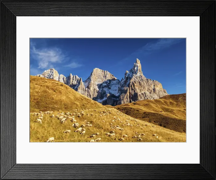 Framed Print : Pale di San Martino & Grazing Pecorino Sheep, Passo Rolle, Dolomites, Trentino-Alto Adige, Italy Framed Print : Pale di San Martino & Grazing Pecorino Sheep, Passo Rolle, Dolomites, Trentino-Alto Adige, Italy