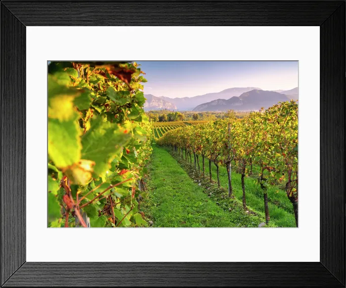 Framed Print : Franciacorta vineyards, Brescia province in lombardy district, Italy