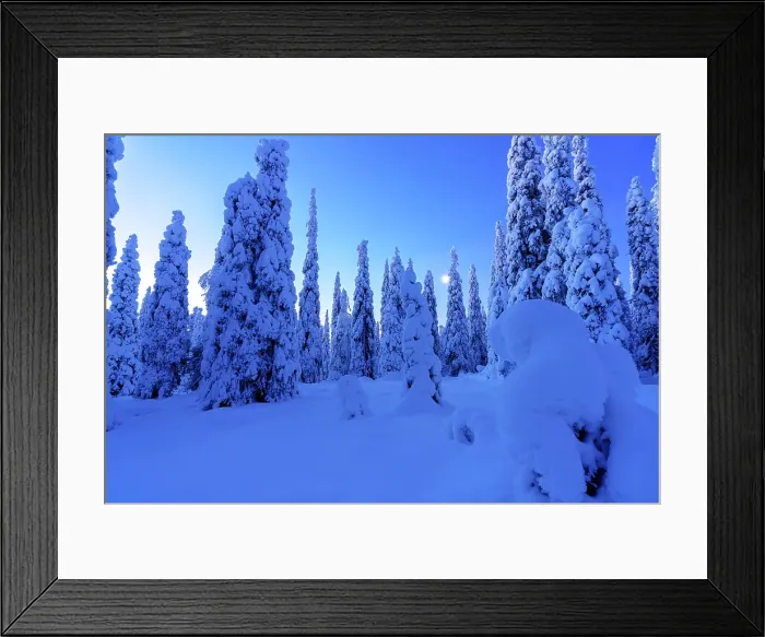 Framed Print : Pine tree woodland covered with snow at dusk, Riisitunturi National Park, Posio, Lapland, Finland sunset Framed Print : Pine tree woodland covered with snow at dusk, Riisitunturi National Park, Posio, Lapland, Finland sunset