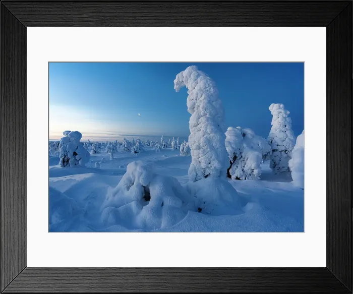 Framed Print : Frozen snowy trees during the blue hour, Riisitunturi National Park, Posio, Lapland, Finland Framed Print : Frozen snowy trees during the blue hour, Riisitunturi National Park, Posio, Lapland, Finland
