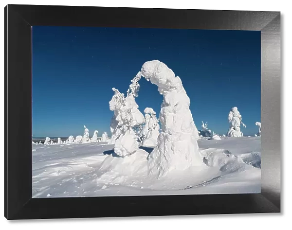 Ice sculptures lit by moon in the cold arctic night, Riisitunturi National Park, Posio, Lapland, Finland