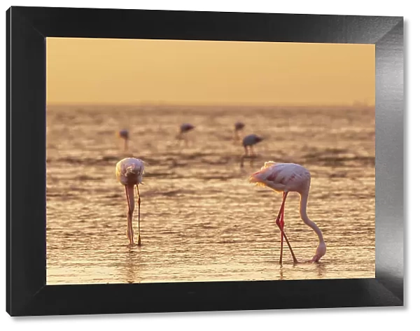 Namibia, Walvis Bay, flamingoes in the ocean at sunset