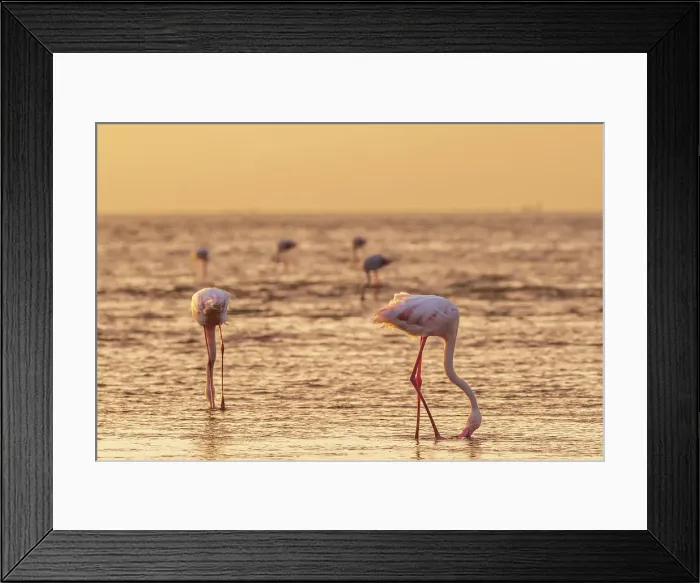 Framed Print : Namibia, Walvis Bay, flamingoes in the ocean at sunset Framed Print : Namibia, Walvis Bay, flamingoes in the ocean at sunset