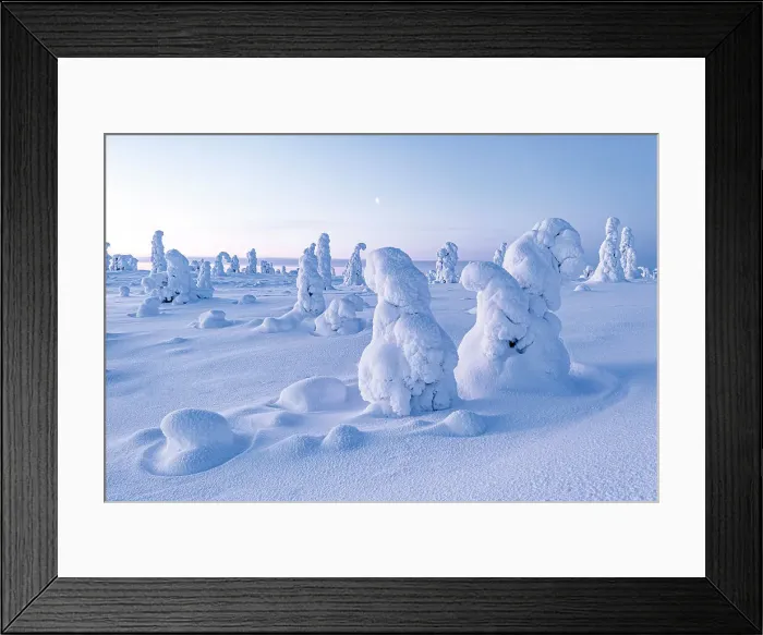 Framed Print : Frozen trees in deep snow after a blizzard, Riisitunturi National Park, Posio, Lapland, Finland Framed Print : Frozen trees in deep snow after a blizzard, Riisitunturi National Park, Posio, Lapland, Finland