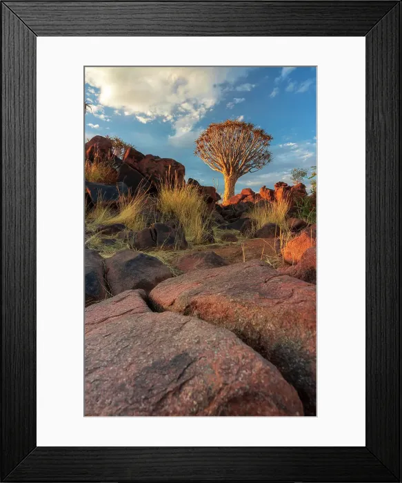 Framed Print : Namibia, Quiver tree (Kokerboom) at sunset - Namibia, Karas, Keetmanshoop, Giants Playground - Namib Framed Print : Namibia, Quiver tree (Kokerboom) at sunset - Namibia, Karas, Keetmanshoop, Giants Playground - Namib
