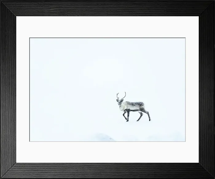 Framed Print : Snow blizzard over a reindeer looking at camera, Stora Sjofallet, Norrbotten County, Lapland, Sweden Framed Print : Snow blizzard over a reindeer looking at camera, Stora Sjofallet, Norrbotten County, Lapland, Sweden