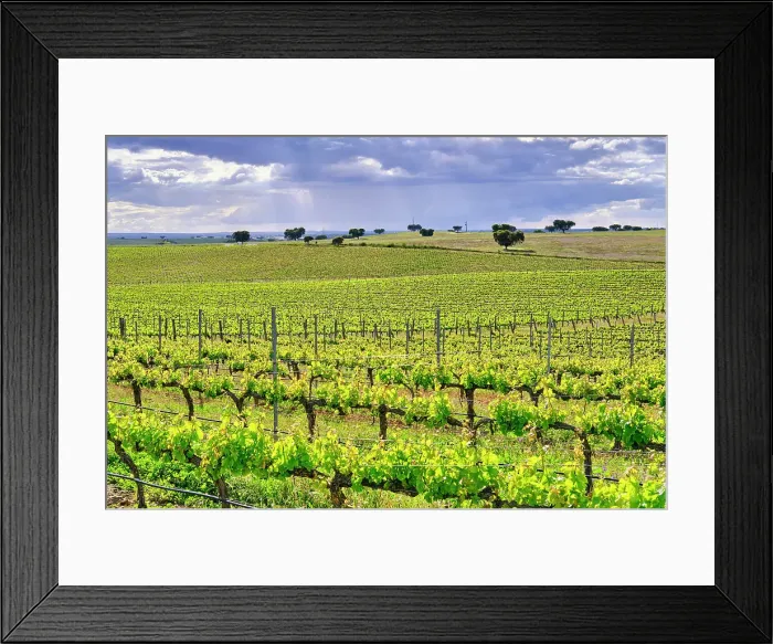 Framed Print : Vineyards at Herdade das Argamassas, Adega Mayor, Campo Maior. Alentejo, Portugal Framed Print : Vineyards at Herdade das Argamassas, Adega Mayor, Campo Maior. Alentejo, Portugal