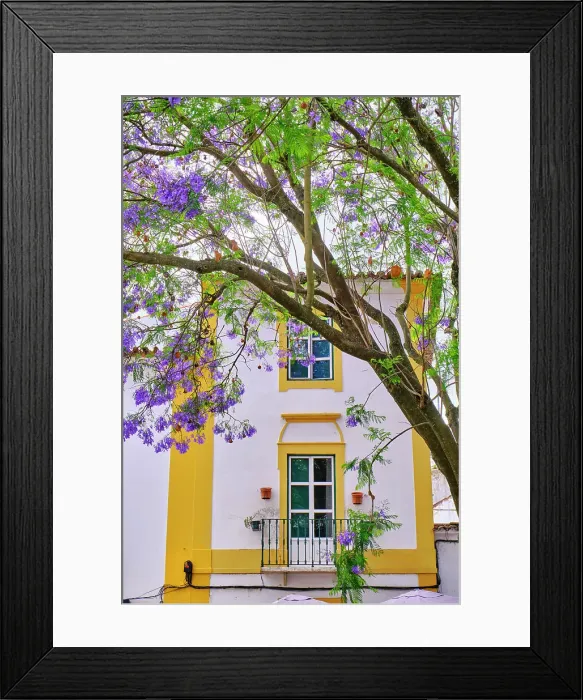 Framed Print : Jacaranda at Evora, Alentejo. Portugal Framed Print : Jacaranda at Evora, Alentejo. Portugal