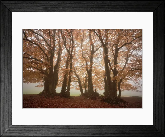 Framed Print : Faggeta di Canfaito, Marche, Italy Framed Print : Faggeta di Canfaito, Marche, Italy