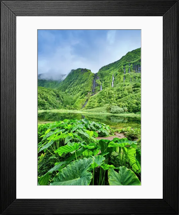 Framed Print : Waterfalls at Poco da Ribeira do Ferreiro, a nature reserve. In the foreground the giant leaves of the inhame (Colocasia antiquorum). Flores island, Azores islands. Portugal Framed Print : Waterfalls at Poco da Ribeira do Ferreiro, a nature reserve. In the foreground the giant leaves of the inhame (Colocasia antiquorum). Flores island, Azores islands. Portugal