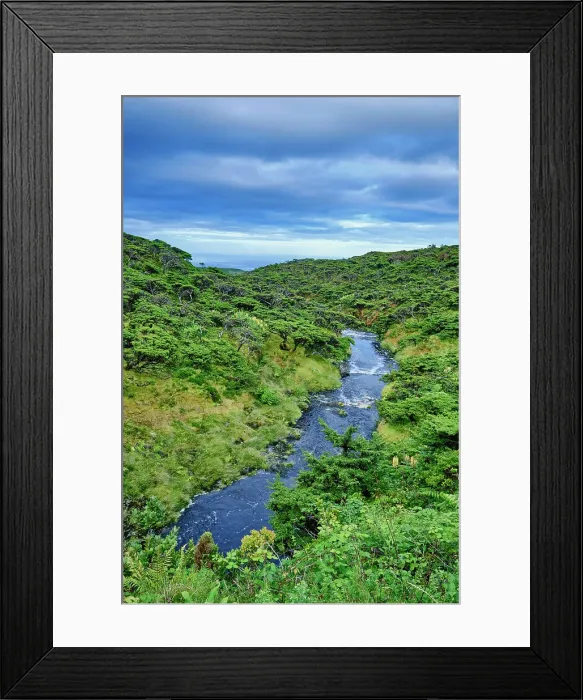 Framed Print : Azores juniper, Cedro-do-Mato (Juniperus brevifolia) and Azorean Heather (Erica azorica). Flores Nature Park, Flores island. Azores archipelago, Portugal Framed Print : Azores juniper, Cedro-do-Mato (Juniperus brevifolia) and Azorean Heather (Erica azorica). Flores Nature Park, Flores island. Azores archipelago, Portugal