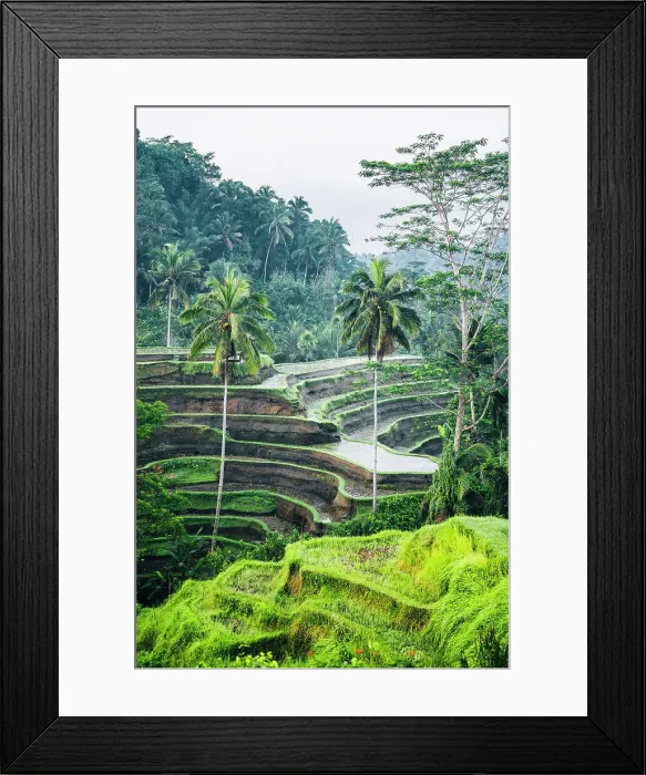 Framed Print : Tegalalang Rice Terrace, Ubud, Bali, Indonesia Framed Print : Tegalalang Rice Terrace, Ubud, Bali, Indonesia