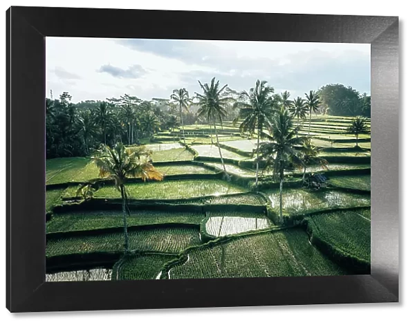 Rice terrace in Ubud, Bali, Indonesia. Aerial view
