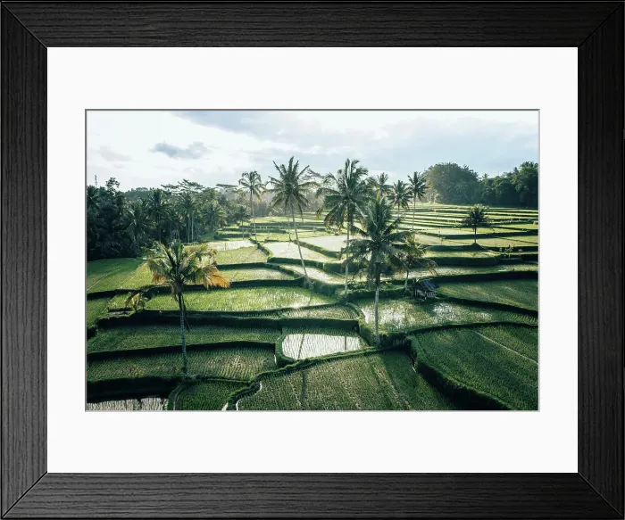 Framed Print : Rice terrace in Ubud, Bali, Indonesia. Aerial view Framed Print : Rice terrace in Ubud, Bali, Indonesia. Aerial view
