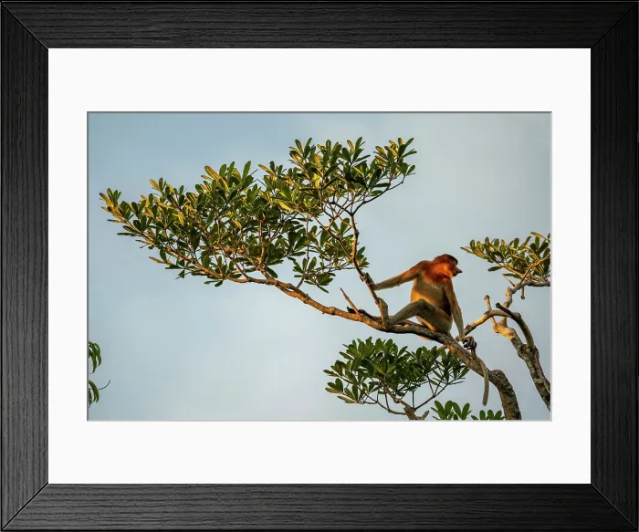 Framed Print : Proboscis monkey with it's unique long nose at Tanjung Puting, Borneo, Indonesia Framed Print : Proboscis monkey with it's unique long nose at Tanjung Puting, Borneo, Indonesia