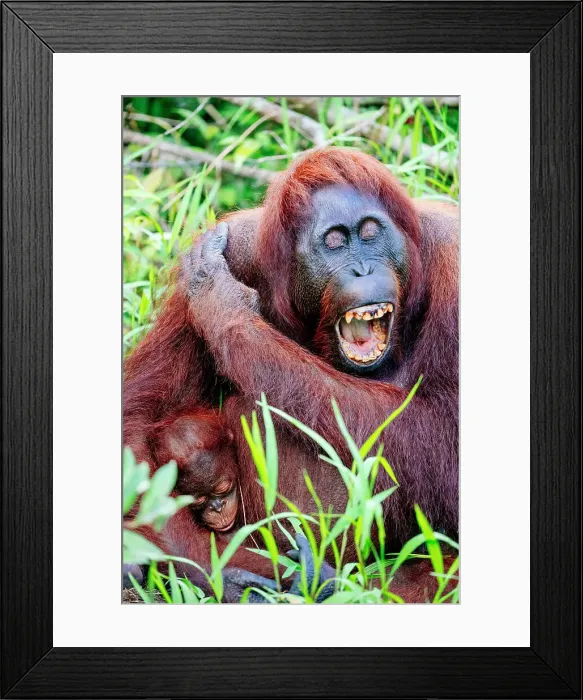 Framed Print : Wild Orangutan with baby in Tanjung Puting National Park, Kalimantan Indonesia Framed Print : Wild Orangutan with baby in Tanjung Puting National Park, Kalimantan Indonesia