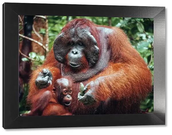 Wild Orangutan with baby in Tanjung Puting National Park, Kalimantan Indonesia