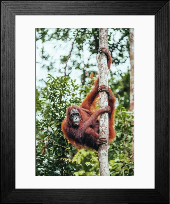 Framed Print : Wild Orangutan in Tanjung Puting National Park, Kalimantan Indonesia