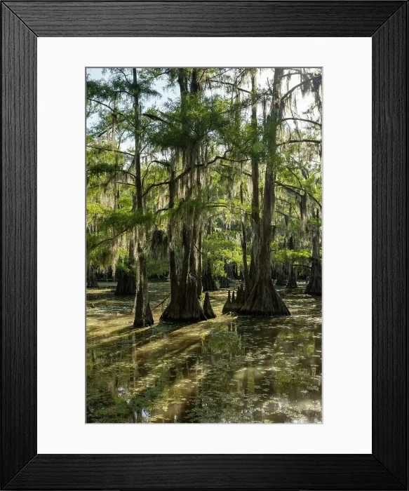 Framed Print : Caddo Lake, Texas, USA Framed Print : Caddo Lake, Texas, USA