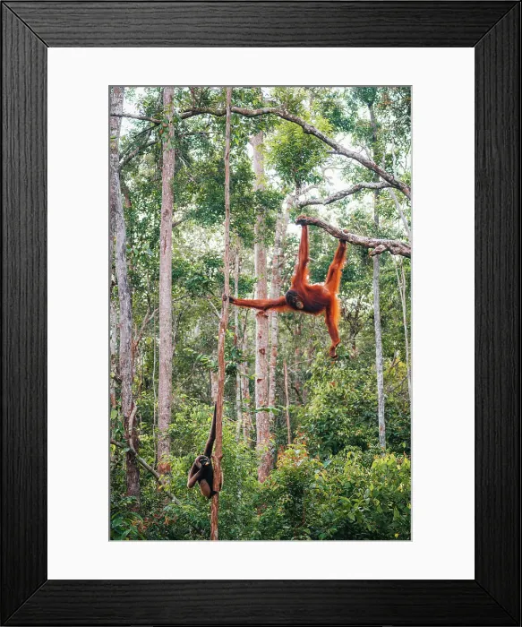 Framed Print : Wild Orangutan and Gibbon in Tanjung Puting National Park, Kalimantan Indonesia Framed Print : Wild Orangutan and Gibbon in Tanjung Puting National Park, Kalimantan Indonesia