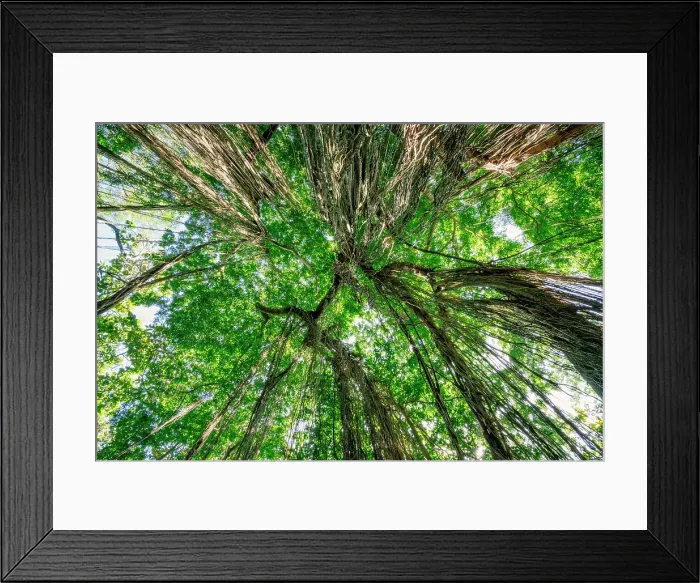 Framed Print : Monkey Forest in Ubud, Bali, Indonesia Framed Print : Monkey Forest in Ubud, Bali, Indonesia
