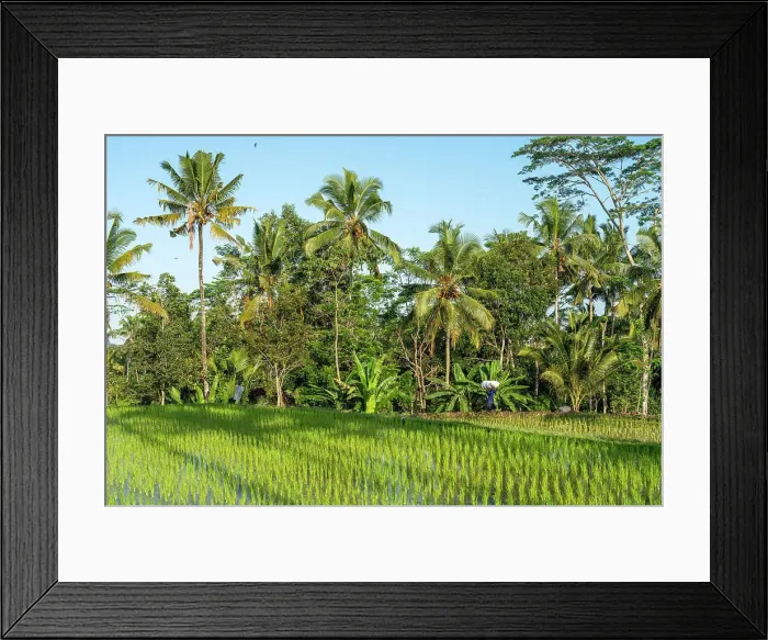 Framed Print : Rice field with palm trees, Ubud, Bali, Indonesia Framed Print : Rice field with palm trees, Ubud, Bali, Indonesia