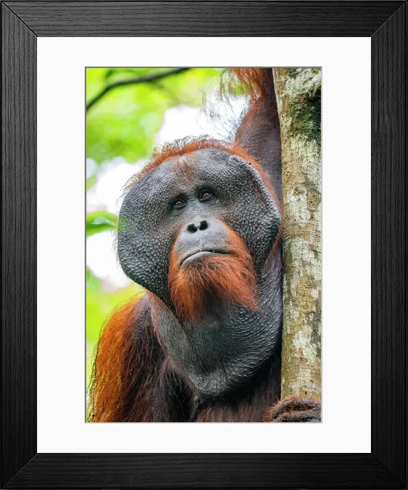 Framed Print : Wild Orangutan portrait, Tanjung Puting National Park, Kalimantan Indonesia Framed Print : Wild Orangutan portrait, Tanjung Puting National Park, Kalimantan Indonesia
