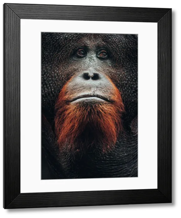 Framed Print : Wild Orangutan close up portrait, Tanjung Puting National Park, Kalimantan Indonesia Framed Print : Wild Orangutan close up portrait, Tanjung Puting National Park, Kalimantan Indonesia