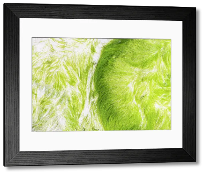 Framed Print : Stranded algae found along the sea shore, Lofoten Islands, Norway Framed Print : Stranded algae found along the sea shore, Lofoten Islands, Norway