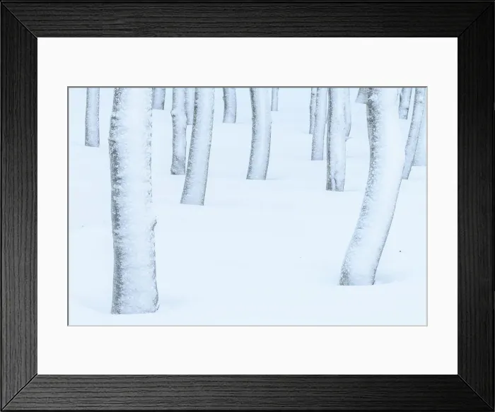Framed Print : A beeches forest in the Appennines after a heavy snowfall creates a surreal atmosphere. Appennines, Emilia Romagna, Italy Framed Print : A beeches forest in the Appennines after a heavy snowfall creates a surreal atmosphere. Appennines, Emilia Romagna, Italy