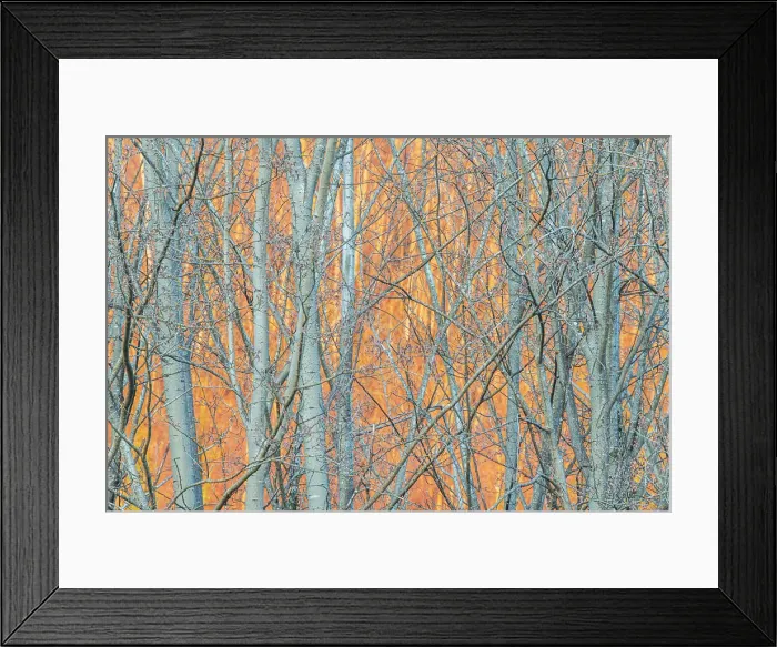 Framed Print : Forest scene. Calavorno, Italy Framed Print : Forest scene. Calavorno, Italy