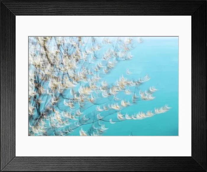 Framed Print : Blooming cherry tree with the turquoise sea, Cinque Terre, Italy