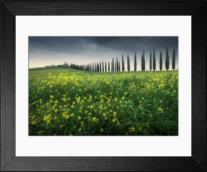 Framed Print : Poggio Covili and mustard flowers. Val d'Orcia, Tuscany, Italy Framed Print : Poggio Covili and mustard flowers. Val d'Orcia, Tuscany, Italy