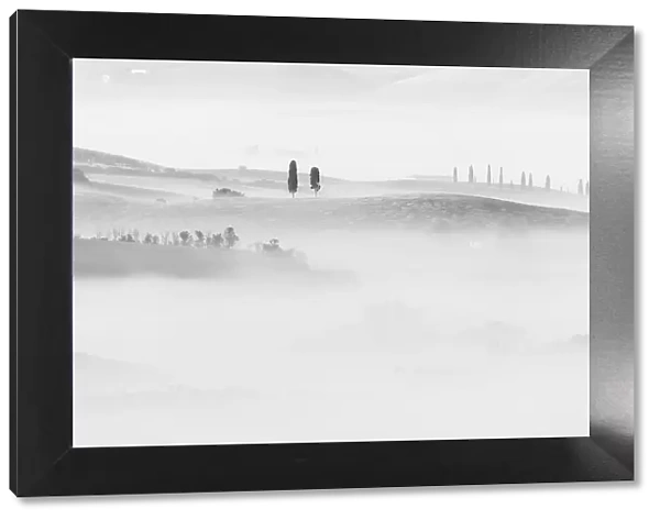 Cypress trees appearing through the sea of fog in the rolling hills of Tuscany. Val d'Orcia, Italy