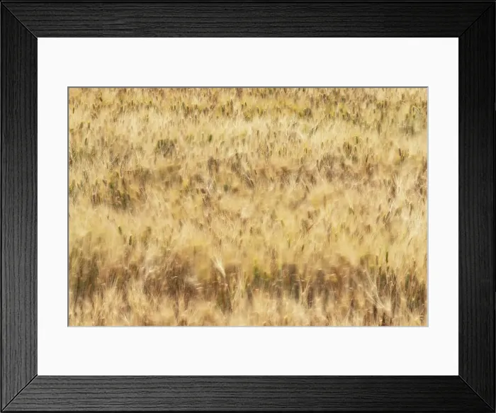 Framed Print : On a windy day the wheat was moving fast, so I tried to do a long exposure to enhance that movement. Val d'Orcia, Tuscany, Italy Framed Print : On a windy day the wheat was moving fast, so I tried to do a long exposure to enhance that movement. Val d'Orcia, Tuscany, Italy