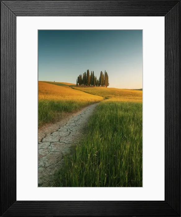 Framed Print : The Cipressi di San Quirico d'Orcia taking the last light of the day on a late spring sunset. Val d'Orcia, Tuscany, Italy Framed Print : The Cipressi di San Quirico d'Orcia taking the last light of the day on a late spring sunset. Val d'Orcia, Tuscany, Italy