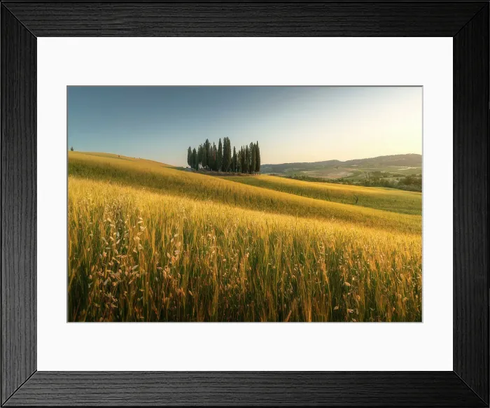 Framed Print : The Cipressi di San Quirico d'Orcia taking the last light of the day on a late spring sunset. Val d'Orcia, Tuscany, Italy Framed Print : The Cipressi di San Quirico d'Orcia taking the last light of the day on a late spring sunset. Val d'Orcia, Tuscany, Italy