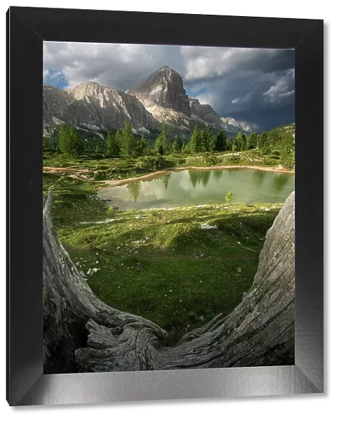 A dead wood chunk frames a lovely summer scenes with the Limides lake and the Tofana rising in the background. Dolomites, Italy